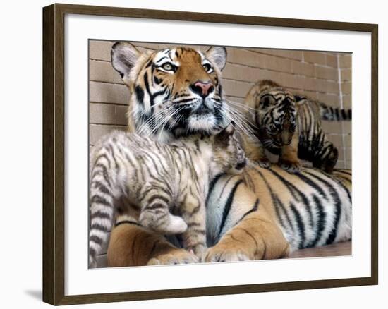 Six-Year-Old Bengal Tigress Rosi-null-Framed Photographic Print