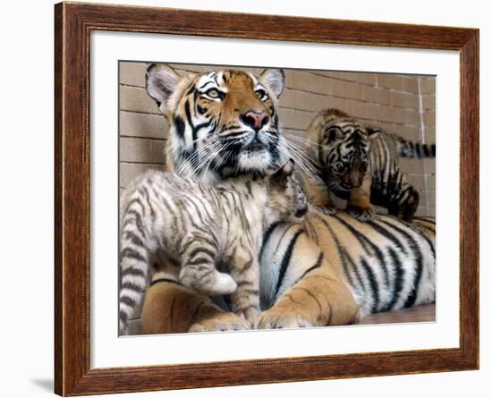 Six-Year-Old Bengal Tigress Rosi-null-Framed Photographic Print