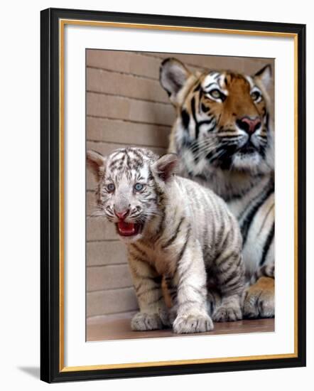 Six-Year-Old Bengal Tigress Rosi-null-Framed Photographic Print