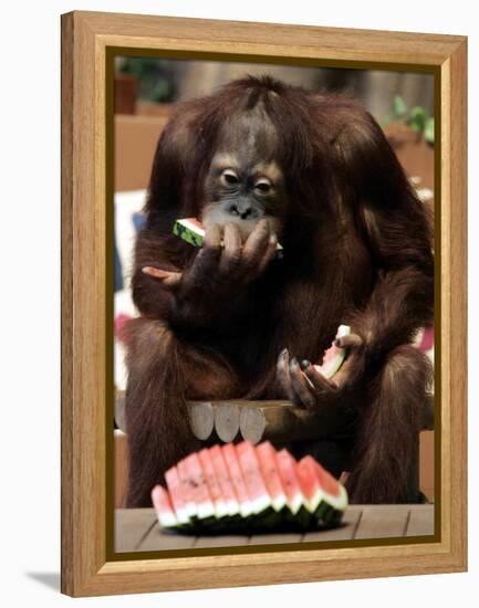 Six-Year-Old Male Orangutan Allan Eats a Piece of Watermelon at the Everland Amusement Park-null-Framed Premier Image Canvas