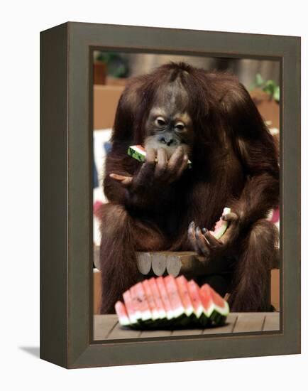 Six-Year-Old Male Orangutan Allan Eats a Piece of Watermelon at the Everland Amusement Park-null-Framed Premier Image Canvas