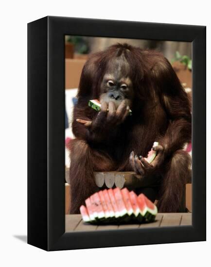 Six-Year-Old Male Orangutan Allan Eats a Piece of Watermelon at the Everland Amusement Park-null-Framed Premier Image Canvas