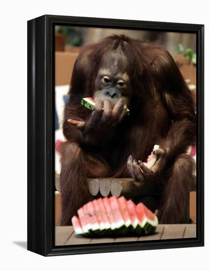 Six-Year-Old Male Orangutan Allan Eats a Piece of Watermelon at the Everland Amusement Park-null-Framed Premier Image Canvas