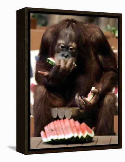 Six-Year-Old Male Orangutan Allan Eats a Piece of Watermelon at the Everland Amusement Park-null-Framed Premier Image Canvas