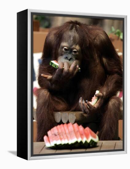 Six-Year-Old Male Orangutan Allan Eats a Piece of Watermelon at the Everland Amusement Park-null-Framed Premier Image Canvas