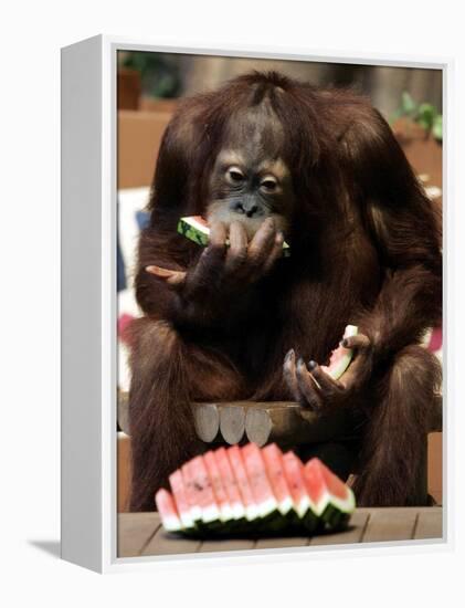 Six-Year-Old Male Orangutan Allan Eats a Piece of Watermelon at the Everland Amusement Park-null-Framed Premier Image Canvas