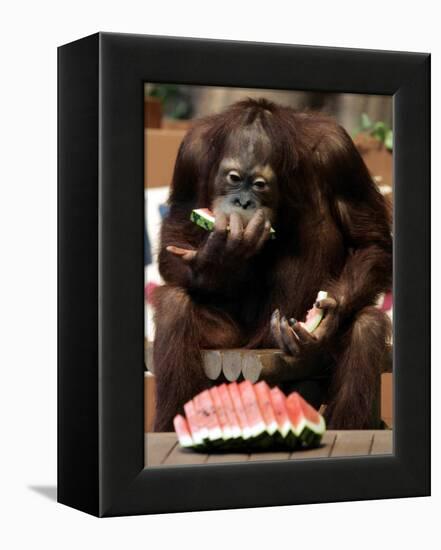 Six-Year-Old Male Orangutan Allan Eats a Piece of Watermelon at the Everland Amusement Park-null-Framed Premier Image Canvas