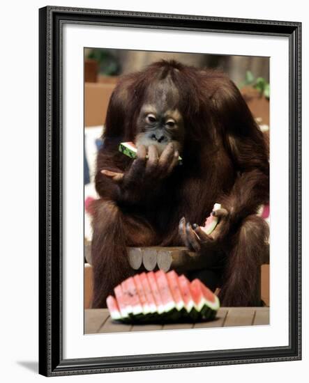 Six-Year-Old Male Orangutan Allan Eats a Piece of Watermelon at the Everland Amusement Park--Framed Photographic Print
