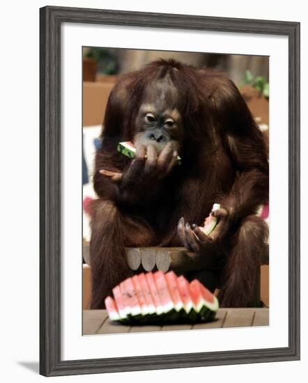 Six-Year-Old Male Orangutan Allan Eats a Piece of Watermelon at the Everland Amusement Park-null-Framed Photographic Print