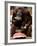 Six-Year-Old Male Orangutan Allan Eats a Piece of Watermelon at the Everland Amusement Park-null-Framed Photographic Print