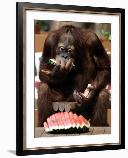 Six-Year-Old Male Orangutan Allan Eats a Piece of Watermelon at the Everland Amusement Park--Framed Photographic Print