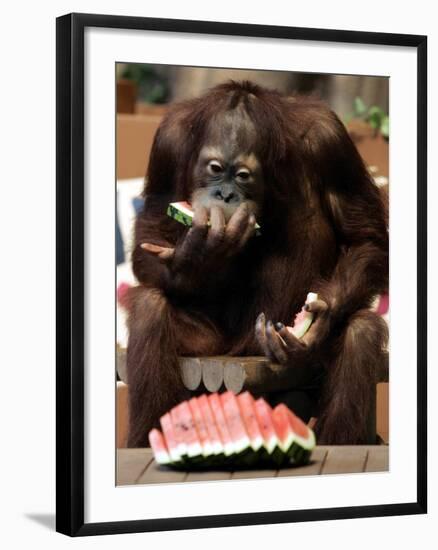 Six-Year-Old Male Orangutan Allan Eats a Piece of Watermelon at the Everland Amusement Park--Framed Photographic Print