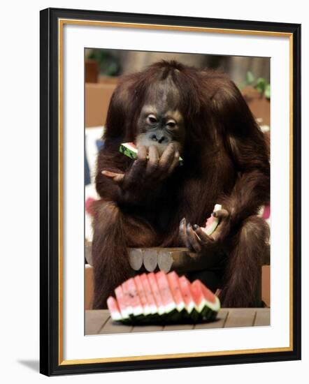 Six-Year-Old Male Orangutan Allan Eats a Piece of Watermelon at the Everland Amusement Park-null-Framed Photographic Print