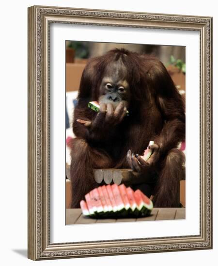 Six-Year-Old Male Orangutan Allan Eats a Piece of Watermelon at the Everland Amusement Park-null-Framed Photographic Print