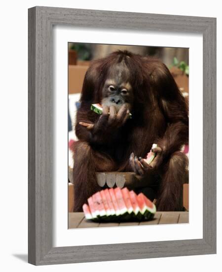 Six-Year-Old Male Orangutan Allan Eats a Piece of Watermelon at the Everland Amusement Park-null-Framed Photographic Print