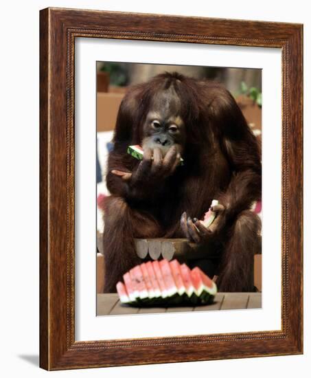 Six-Year-Old Male Orangutan Allan Eats a Piece of Watermelon at the Everland Amusement Park-null-Framed Photographic Print