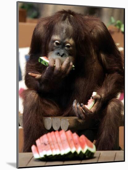 Six-Year-Old Male Orangutan Allan Eats a Piece of Watermelon at the Everland Amusement Park-null-Mounted Photographic Print