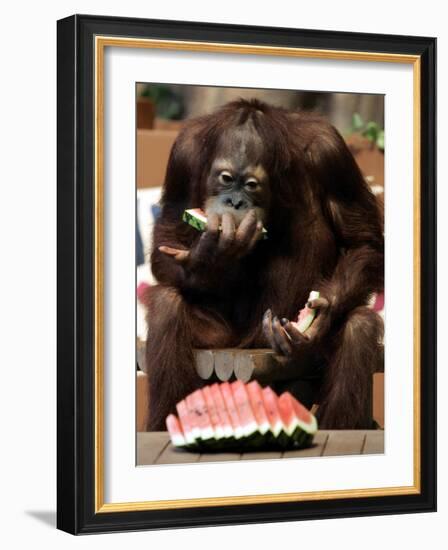 Six-Year-Old Male Orangutan Allan Eats a Piece of Watermelon at the Everland Amusement Park-null-Framed Photographic Print