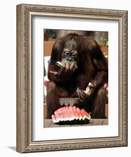 Six-Year-Old Male Orangutan Allan Eats a Piece of Watermelon at the Everland Amusement Park-null-Framed Photographic Print