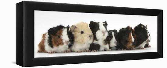 Six Young Guinea Pigs in a Row-Mark Taylor-Framed Premier Image Canvas