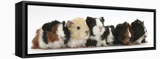 Six Young Guinea Pigs in a Row-Mark Taylor-Framed Premier Image Canvas