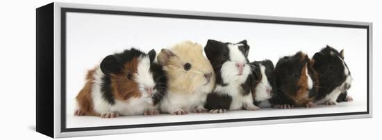 Six Young Guinea Pigs in a Row-Mark Taylor-Framed Premier Image Canvas