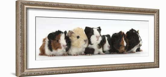 Six Young Guinea Pigs in a Row-Mark Taylor-Framed Photographic Print