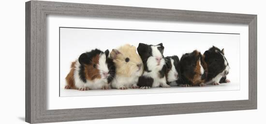 Six Young Guinea Pigs in a Row-Mark Taylor-Framed Photographic Print