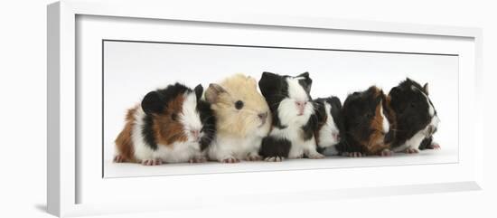 Six Young Guinea Pigs in a Row-Mark Taylor-Framed Photographic Print