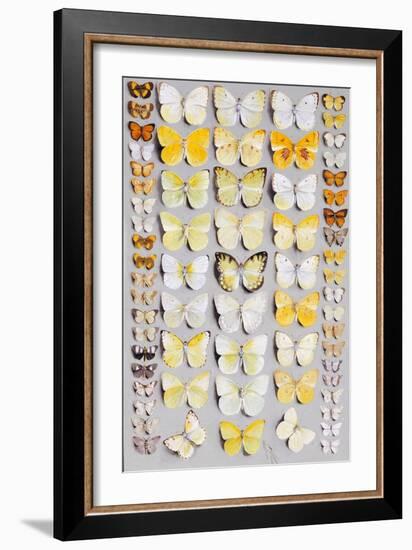 Sixty-Seven Lepidoptera, in Five Columns, Mostly Butterflies-Marian Ellis Rowan-Framed Giclee Print