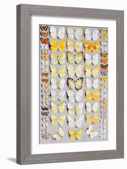 Sixty-Seven Lepidoptera, in Five Columns, Mostly Butterflies-Marian Ellis Rowan-Framed Giclee Print