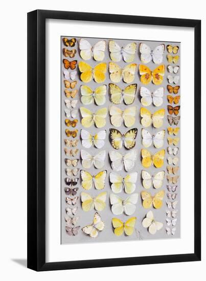 Sixty-Seven Lepidoptera, in Five Columns, Mostly Butterflies-Marian Ellis Rowan-Framed Giclee Print