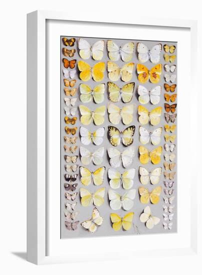 Sixty-Seven Lepidoptera, in Five Columns, Mostly Butterflies-Marian Ellis Rowan-Framed Giclee Print