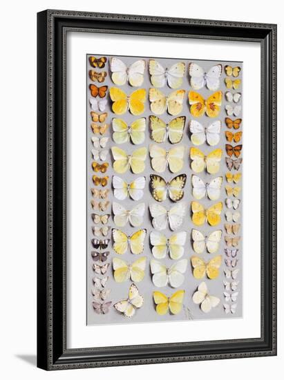 Sixty-Seven Lepidoptera, in Five Columns, Mostly Butterflies-Marian Ellis Rowan-Framed Giclee Print