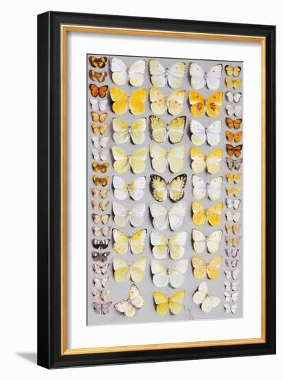 Sixty-Seven Lepidoptera, in Five Columns, Mostly Butterflies-Marian Ellis Rowan-Framed Giclee Print