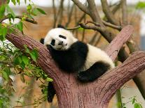 Sleeping Giant Panda Baby-SJ Travel Photo and Video-Photographic Print