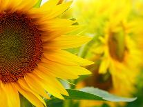 Sunflowers-SJ Travel Photo and Video-Photographic Print