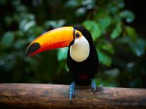 Toucan on the Branch in Tropical Forest of Brazil-SJ Travel Photo and Video-Framed Premier Image Canvas