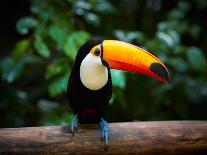 Toucan on the Branch in Tropical Forest of Brazil-SJ Travel Photo and Video-Framed Photographic Print