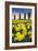 Skagit Valley Daffodils I-Alan Majchrowicz-Framed Art Print