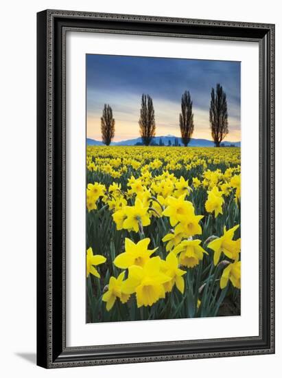 Skagit Valley Daffodils I-Alan Majchrowicz-Framed Art Print