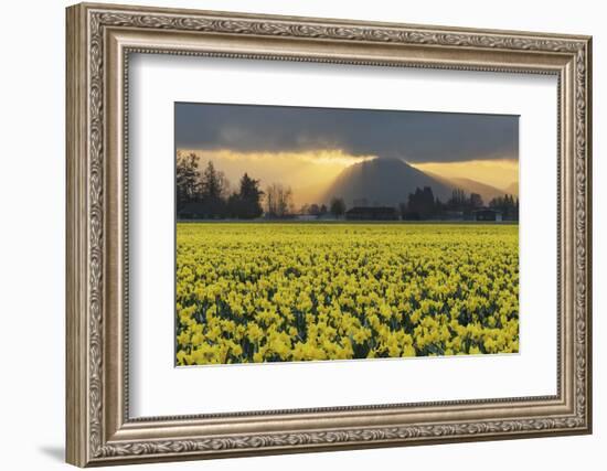 Skagit Valley daffodils-Alan Majchrowicz-Framed Photographic Print