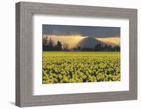 Skagit Valley daffodils-Alan Majchrowicz-Framed Photographic Print