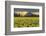 Skagit Valley daffodils-Alan Majchrowicz-Framed Photographic Print