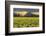 Skagit Valley daffodils-Alan Majchrowicz-Framed Photographic Print