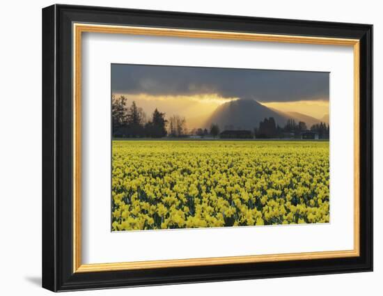 Skagit Valley daffodils-Alan Majchrowicz-Framed Photographic Print