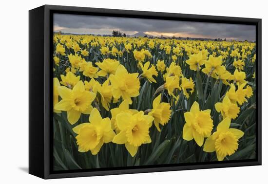 Skagit Valley daffodils-Alan Majchrowicz-Framed Premier Image Canvas