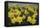 Skagit Valley daffodils-Alan Majchrowicz-Framed Premier Image Canvas