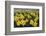 Skagit Valley daffodils-Alan Majchrowicz-Framed Photographic Print