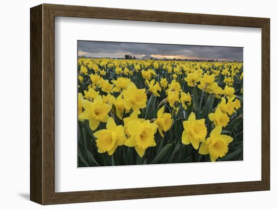 Skagit Valley daffodils-Alan Majchrowicz-Framed Photographic Print